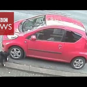 CCTV finds dog as hunted car vandal – BBC Records