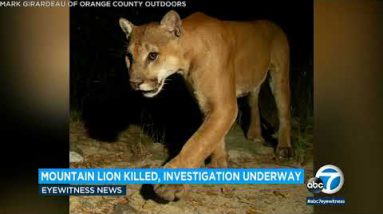 Native mountain lion identified as ‘Scar’ or ‘El Cobre’ shot and killed in Santa Ana Mountains| ABC7