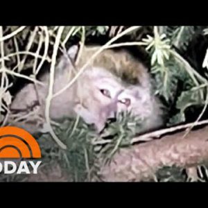 Monkeys On The Unfastened In Pennsylvania After Truck Crash