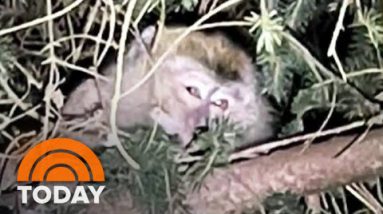 Monkeys On The Unfastened In Pennsylvania After Truck Crash