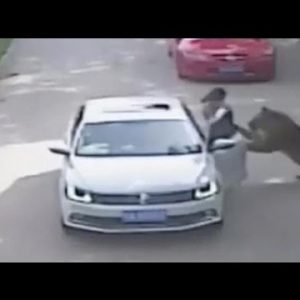 Caught on digicam: Lady mauled by tiger after stepping out of car