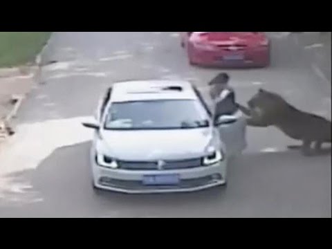 Caught on digicam: Lady mauled by tiger after stepping out of car