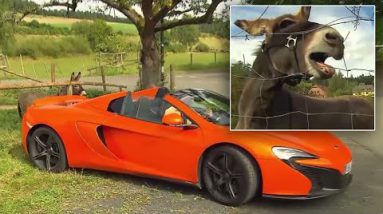 Donkey Chews on Luxurious Sports activities Automobile, Charges Owner $6G