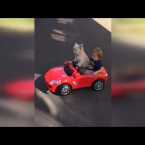 Canine Drives Shrimp Boy Round in a Convertible Toy