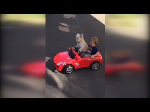 Canine Drives Shrimp Boy Round in a Convertible Toy