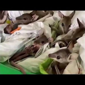 Toddler wallabies procure sanctuary after being rescued from Australia fire | ABC7