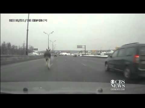 Elk dodges web instruct online traffic on frosty Russian highway