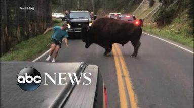 Man will get out of car to taunt bison at Yellowstone