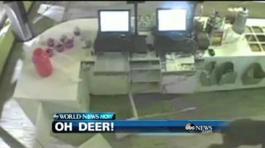WEBCAST: Oh Deer!