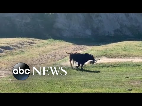 Bull attacks cyclists all over California gravel bustle