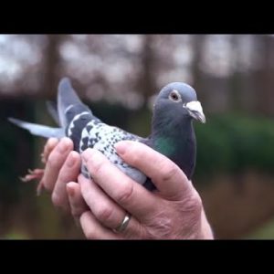 Champion Pigeon Offered for $1.4 Million