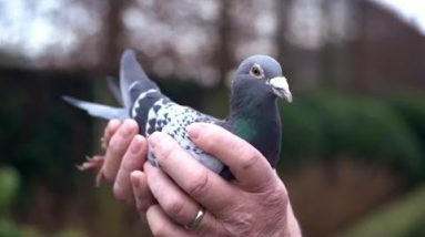 Champion Pigeon Offered for $1.4 Million
