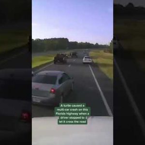 Driver braking for turtle causes multi-car accident in Florida #shorts