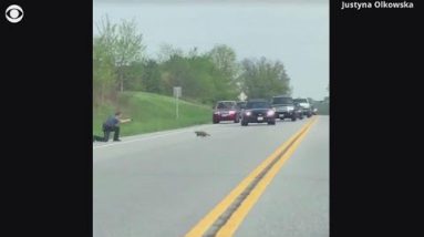 Video reveals officer shoot groundhog because it crosses the avenue