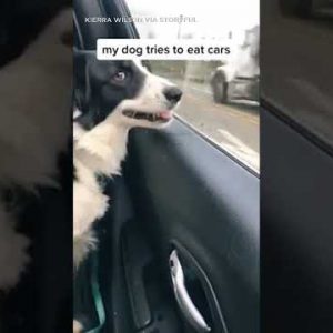 Hilarious border collie tries to ‘relish’ passing autos