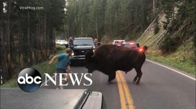 Man title callings bison at Yellowstone