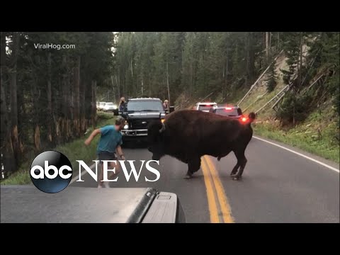 Man title callings bison at Yellowstone