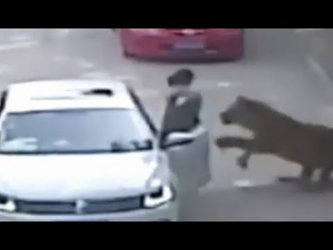 Tiger Assault | Girl Dragged From Automobile [GRAPHIC VIDEO]