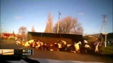 Leer: Truck elephantine of cows pointers over
