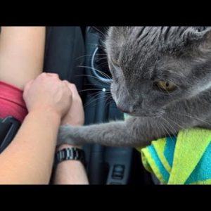 Heartbreaking Picture Displays Cat Grasping Owner’s Hand On Final Wander to Vet