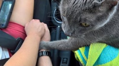 Heartbreaking Picture Displays Cat Grasping Owner’s Hand On Final Wander to Vet