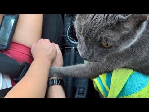 Heartbreaking Picture Displays Cat Grasping Owner’s Hand On Final Wander to Vet