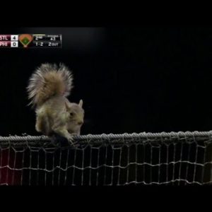 Gape Squirrel Flee Into Dugout, Employ Over MLB Recreation As Avid gamers Lag