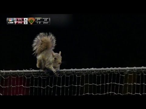 Gape Squirrel Flee Into Dugout, Employ Over MLB Recreation As Avid gamers Lag