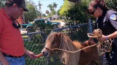 Escaped Pony Gets Personal Police Escort Help Dwelling