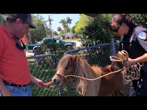 Escaped Pony Gets Personal Police Escort Help Dwelling