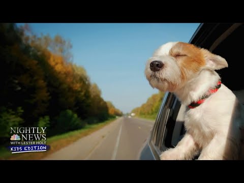 The formula to remove the categorical name to your dog | Nightly News: Younger folks Edition