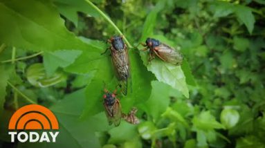 Cicadas Are Wreaking Havoc, Including A Automobile Rupture