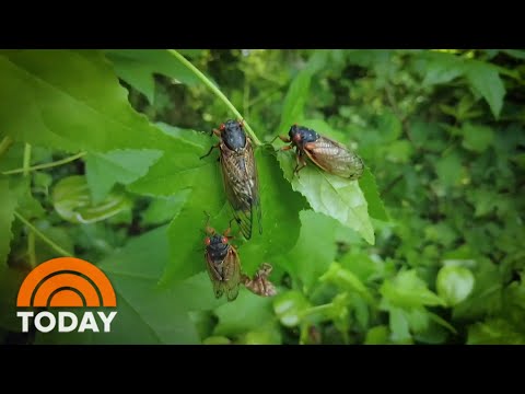 Cicadas Are Wreaking Havoc, Including A Automobile Rupture