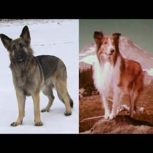 Shiloh Shepherd Leads Police to Her Owner’s Automobile Smash
