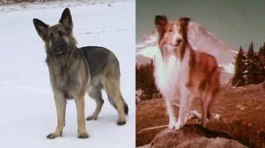 Shiloh Shepherd Leads Police to Her Owner’s Automobile Smash