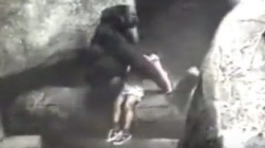 Gorilla Carries 3-Year-Outdated Boy to Security in 1996 Incident