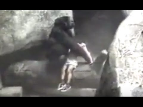 Gorilla Carries 3-Year-Outdated Boy to Security in 1996 Incident