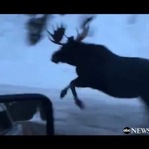 Moose Runs Alongside Automobile on Montana Dual carriageway