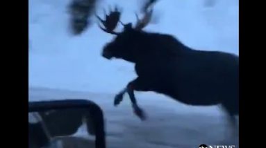 Moose Runs Alongside Automobile on Montana Dual carriageway