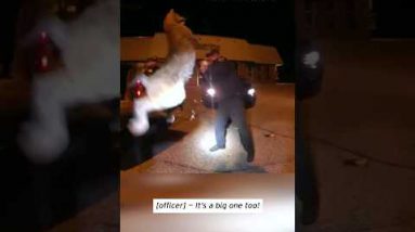Feisty Bobcat Pulled From Vehicle Grill #shorts