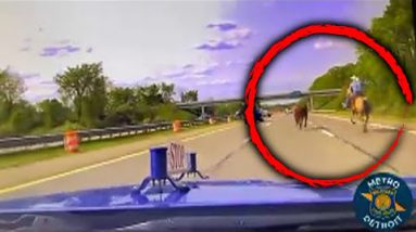 Cowboy Lassos Runaway Cow on Michigan Dual carriageway