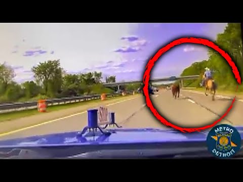 Cowboy Lassos Runaway Cow on Michigan Dual carriageway