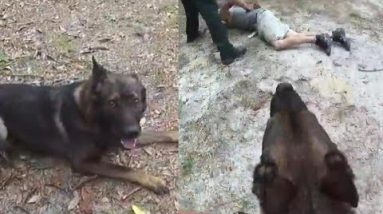 K-9 Praised for Catching Suspect After Retaining aside From Deputy