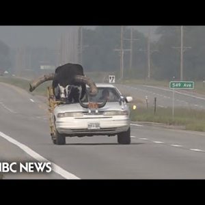 Automobile with giant bull as passenger pulled over by Nebraska police