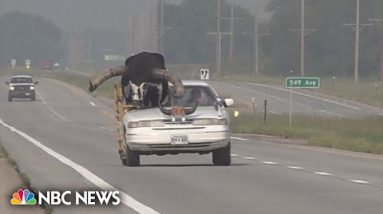 Automobile with giant bull as passenger pulled over by Nebraska police