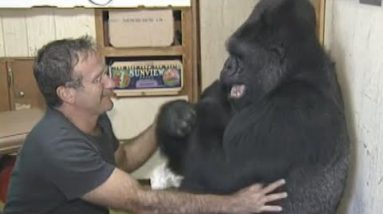 Koko the Gorilla’s Nice Moments: From Trace Language to Assembly Mister Rogers