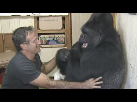 Koko the Gorilla’s Nice Moments: From Trace Language to Assembly Mister Rogers