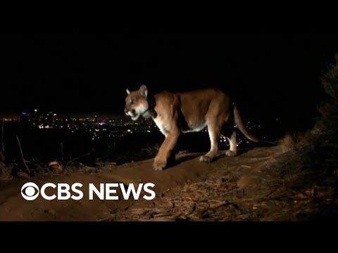 Los Angeles mountain lion P-22 euthanized by plant life and fauna officers