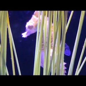 Male Dwarf Seahorse Affords Beginning to 9 Infants #shorts