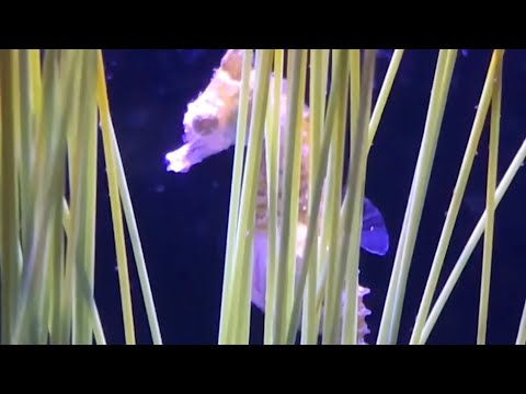 Male Dwarf Seahorse Affords Beginning to 9 Infants #shorts